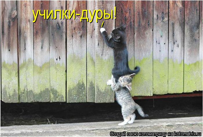 Котоматрица: / / училки-дуры!