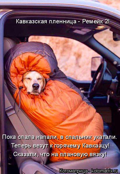 Котоматрица: Пока спала напали, в спальник укатали. Теперь везут к горячему Кавказцу! Сказали, что на плановую вязку! Кавказская пленница - Ремейк 2!