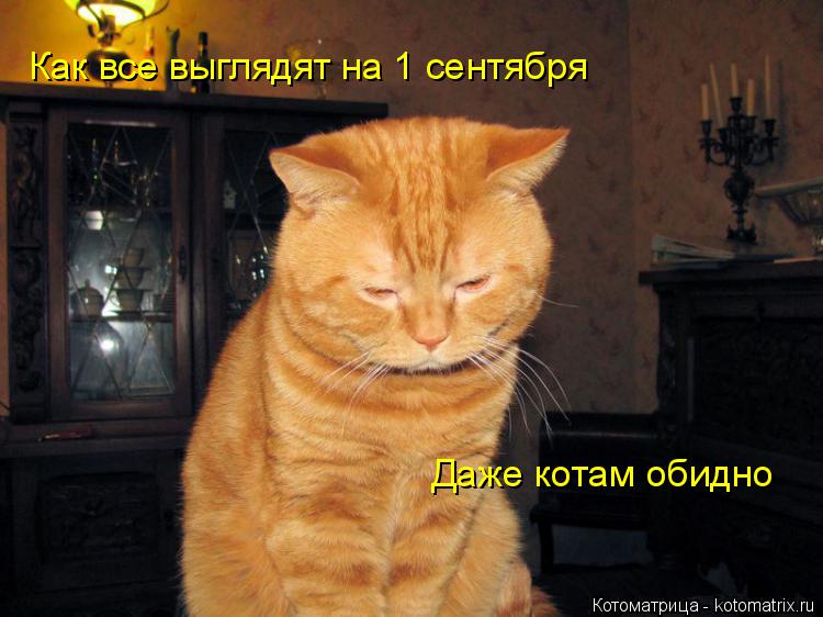 Котоматрица: Как все выглядят на 1 сентября Даже котам обидно