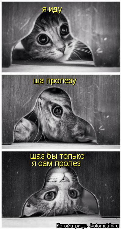 Котоматрица: я иду ща пролезу щаз бы только я сам пролез