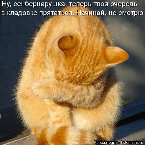 Котоматрица: Ну, сенбернарушка, теперь твоя очередь   в кладовке прятаться. Начинай, не смотрю