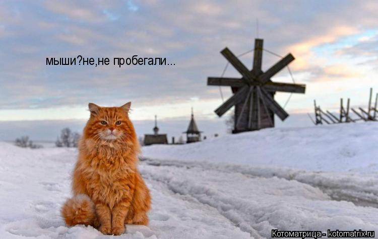 Котоматрица: мыши?не,не пробегали...