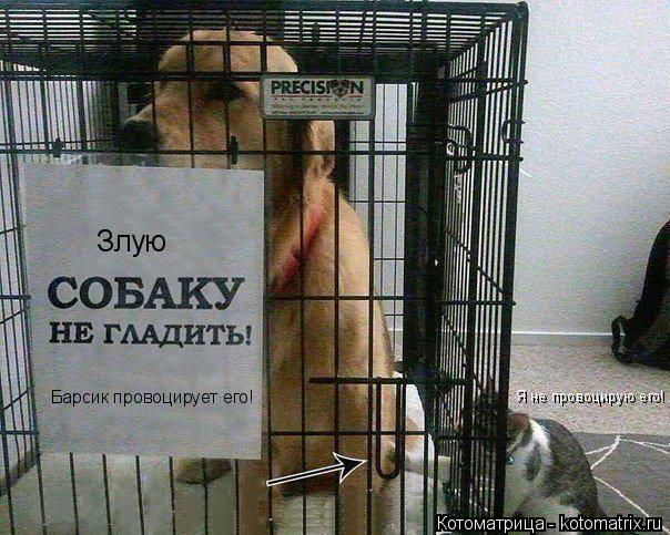 Котоматрица: Злую Барсик провоцирует его! Я не провоцирую его!