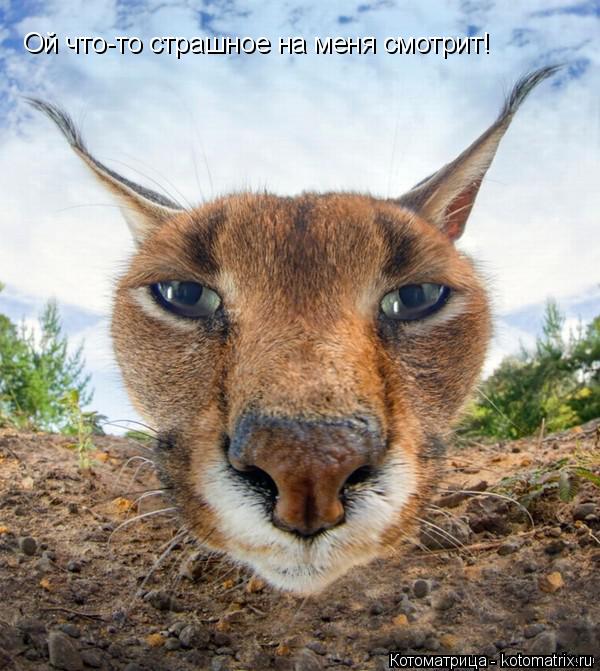 Котоматрица: Ой что-то страшное на меня смотрит!