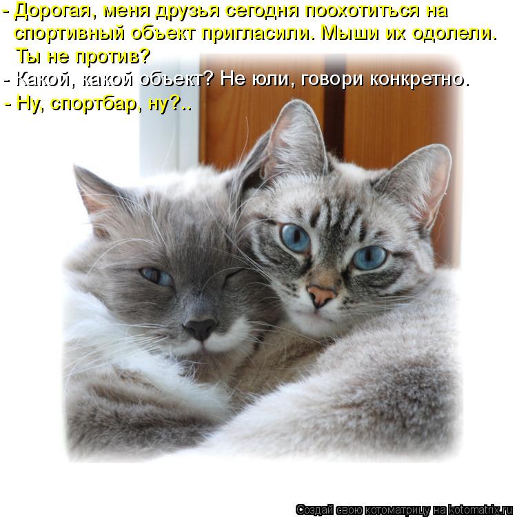 Котоматрица: - Дорогая, меня друзья сегодня поохотиться на  спортивный объект пригласили. Мыши их одолели. Ты не против? - Какой, какой объект? Не юли, гово