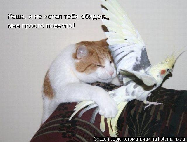 Котоматрица: Кеша, я не хотел тебя обидеть,  мне просто повезло!