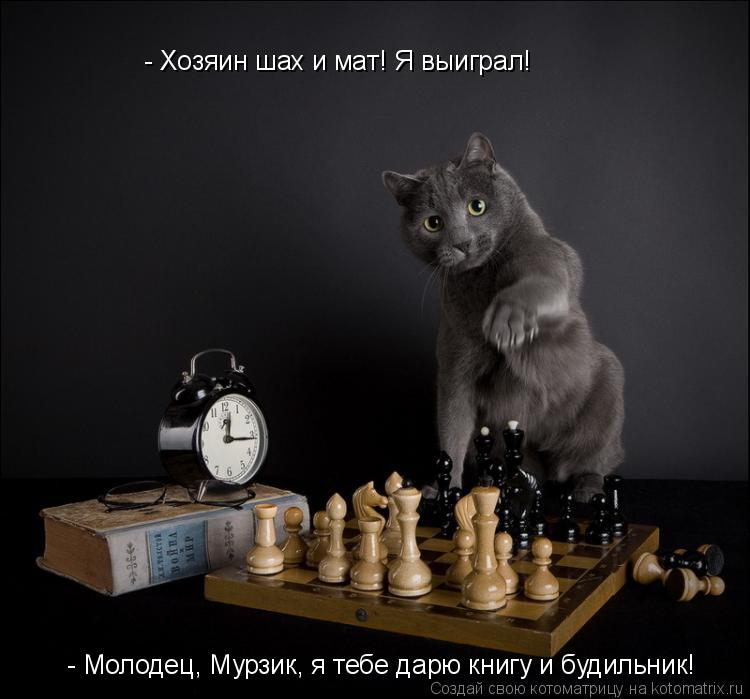 Котоматрица: - Хозяин шах и мат! Я выиграл! - Молодец, Мурзик, я тебе дарю книгу и будильник!