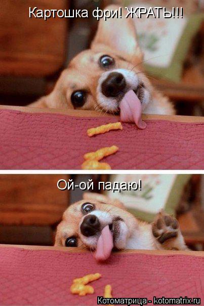 Котоматрица: Картошка фри! ЖРАТЬ!!! Ой-ой падаю!