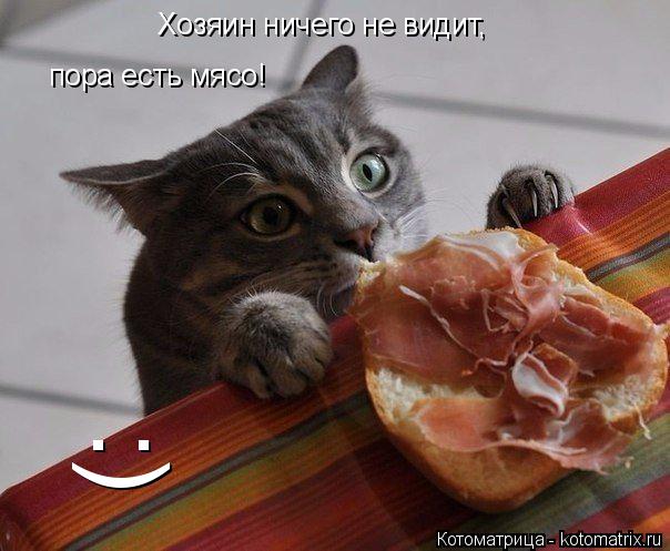 Котоматрица: Хозяин ничего не видит, пора есть мясо!  :)
