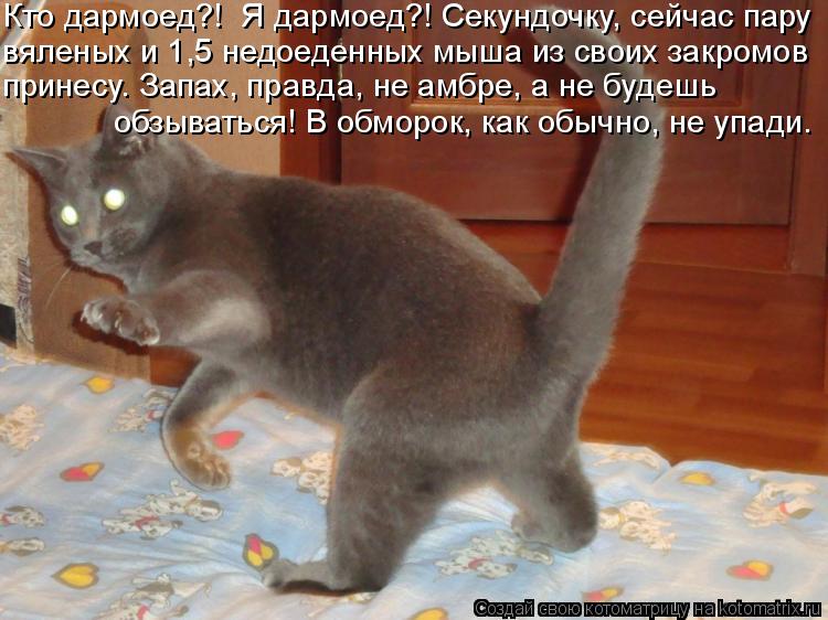 Котоматрица: Кто дармоед?!  Я дармоед?! Секундочку, сейчас пару вяленых и 1,5 недоеденных мыша из своих закромов   принесу. Запах, правда, не амбре, а не будеш