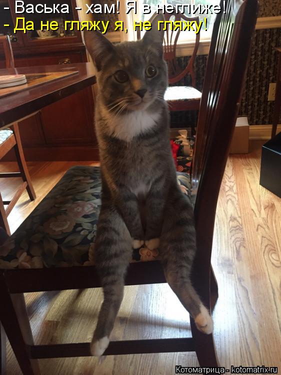 Котоматрица: - Васька - хам! Я в неглиже! - Да не гляжу я, не гляжу!