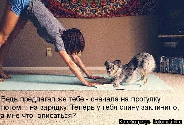 Ведь предлагал же тебе - сначала на прогулку, потом - на зарядку. Теперь у тебя спину заклинило, а м... Котоматрица: Ведь предлагал же тебе - сначала на прогулку, потом - на зарядку. Теперь у тебя спину заклинило, а мне что, описаться?