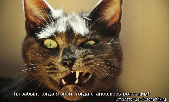 Котоматрица: Ты забыл, когда я злой, тогда становлюсь вот таким!