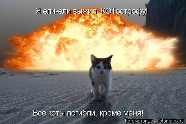 Котоматрица: Все коты погибли, кроме меня! Я ели-ели выжил  КОТострофу!
