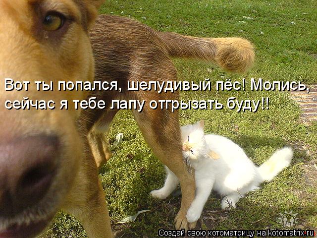 Котоматрица: Вот ты попался, шелудивый пёс! Молись, сейчас я тебе лапу отгрызать буду!!