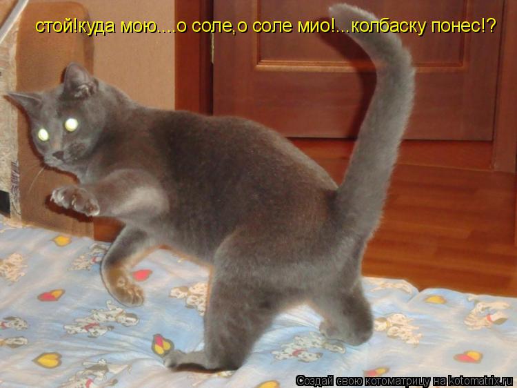 Котоматрица: стой!куда мою....о соле,о соле мио!...колбаску понес!?
