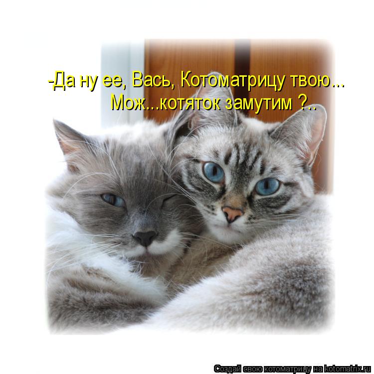-Да ну ее, Вась, Котоматрицу твою... Мож...котяток замутим ?..... Котоматрица: -Да ну ее, Вась, Котоматрицу твою... Мож...котяток замутим ?..