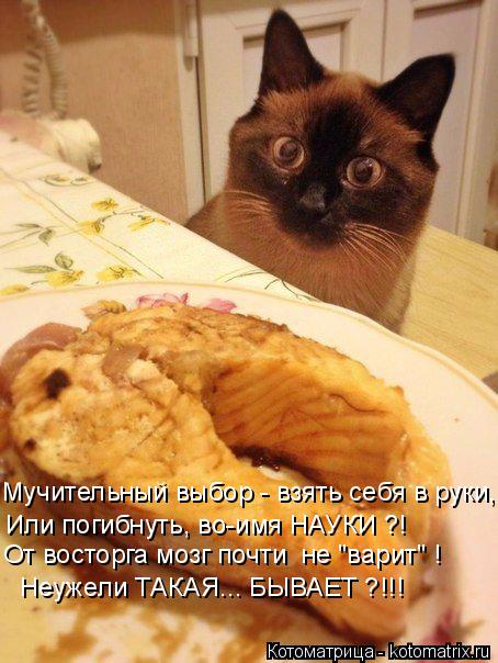 Котоматрица: Мучительный выбор - взять себя в руки, Или погибнуть, во-имя НАУКИ ?! От восторга мозг почти  не "варит" ! Неужели ТАКАЯ... БЫВАЕТ ?!!!