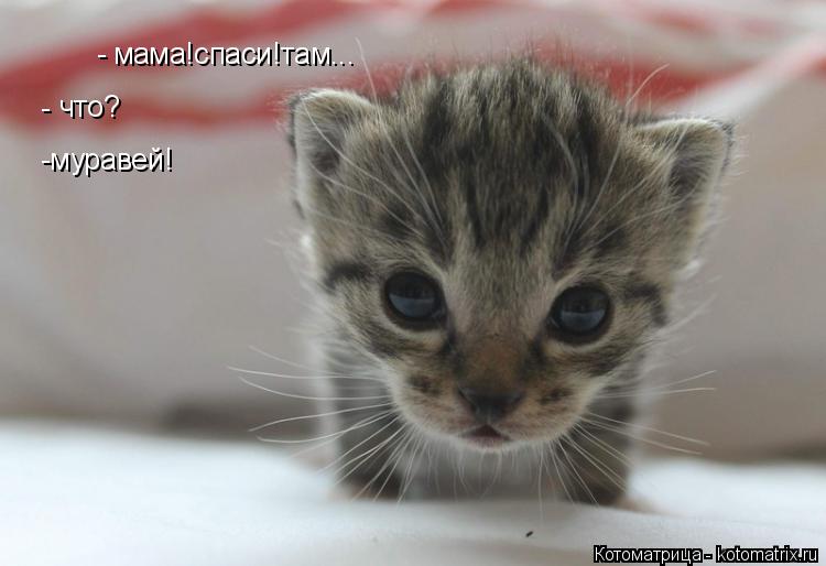 Котоматрица: мама!спаси!там... - - что? -муравей!