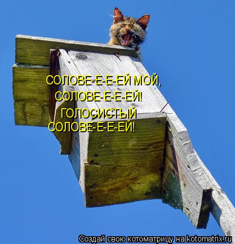 Котоматрица: СОЛОВЕ-Е-Е-ЕЙ МОЙ, ГОЛОСИСТЫЙ СОЛОВЕ-Е-Е-ЕЙ! СОЛОВЕ-Е-Е-ЕЙ!