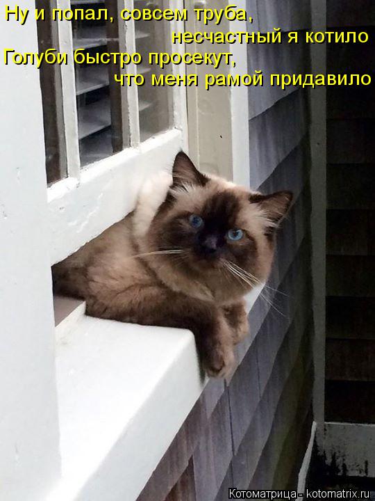Ну и попал, совсем труба, что меня рамой придавило несчастный я котило Голуби быстро просекут,... Котоматрица: Ну и попал, совсем труба, что меня рамой придавило несчастный я котило Голуби быстро просекут,