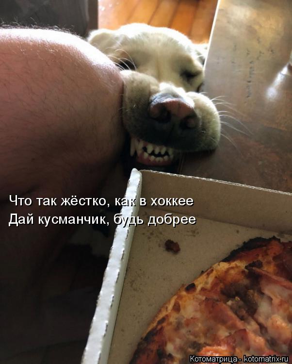 Что так жёстко, как в хоккее Дай кусманчик, будь добрее... Котоматрица: Что так жёстко, как в хоккее Дай кусманчик, будь добрее