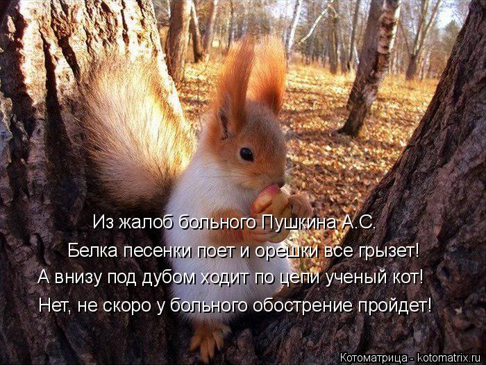 Белка песенки поет и орешки все грызет! А внизу под дубом ходит по цепи ученый кот! Нет, не скоро у б... Котоматрица: Белка песенки поет и орешки все грызет! А внизу под дубом ходит по цепи ученый кот! Нет, не скоро у больного обострение пройдет! Из жалоб боль