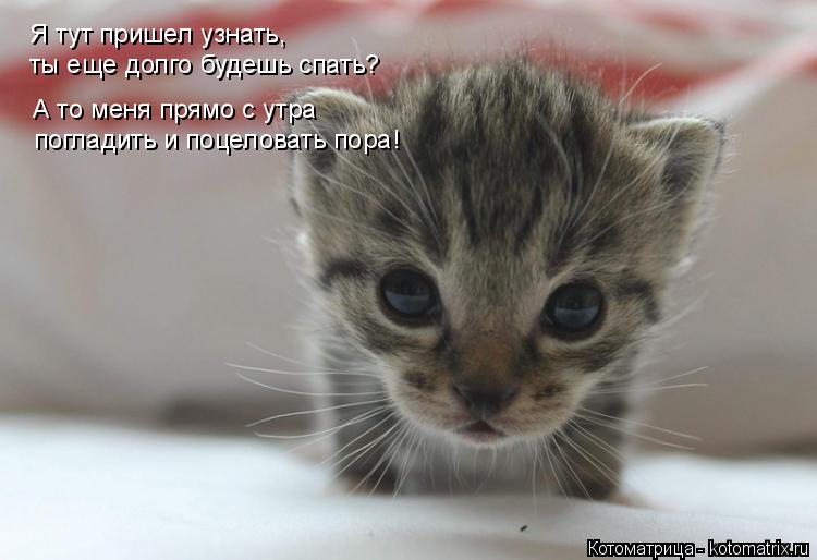 Я тут пришел узнать, ты еще долго будешь спать? А то меня прямо с утра погладить и поцеловать пора!... Котоматрица: Я тут пришел узнать, ты еще долго будешь спать? А то меня прямо с утра погладить и поцеловать пора!