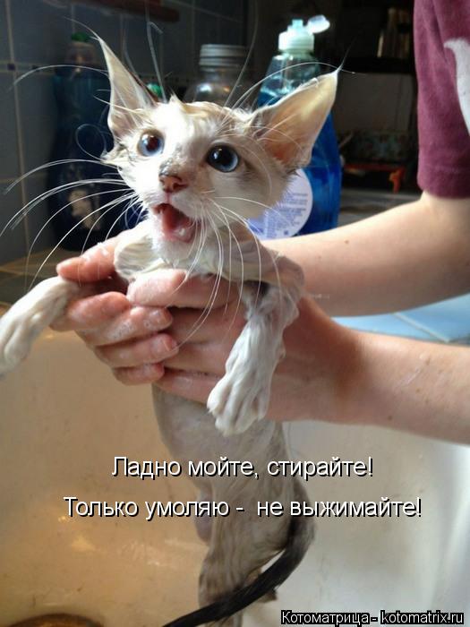 Ладно мойте, стирайте! Только умоляю - не выжимайте!... Котоматрица: Ладно мойте, стирайте! Только умоляю - не выжимайте!