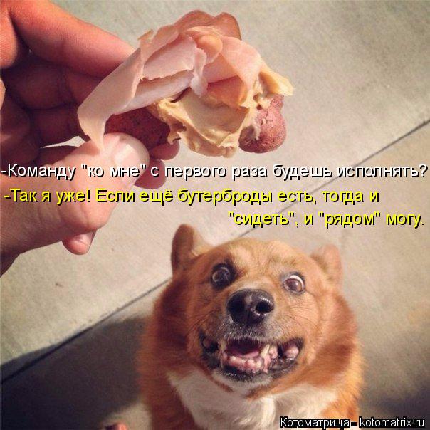 -Команду "ко мне" с первого раза будешь исполнять? -Так я уже! Если ещё бутерброды есть, тогда и "сид... Котоматрица: -Команду "ко мне" с первого раза будешь исполнять? -Так я уже! Если ещё бутерброды есть, тогда и "сидеть", и "рядом" могу.