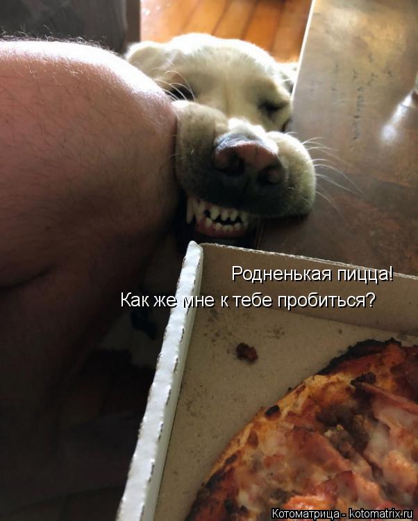 Родненькая пицца! Как же мне к тебе пробиться?... Котоматрица: Родненькая пицца! Как же мне к тебе пробиться?