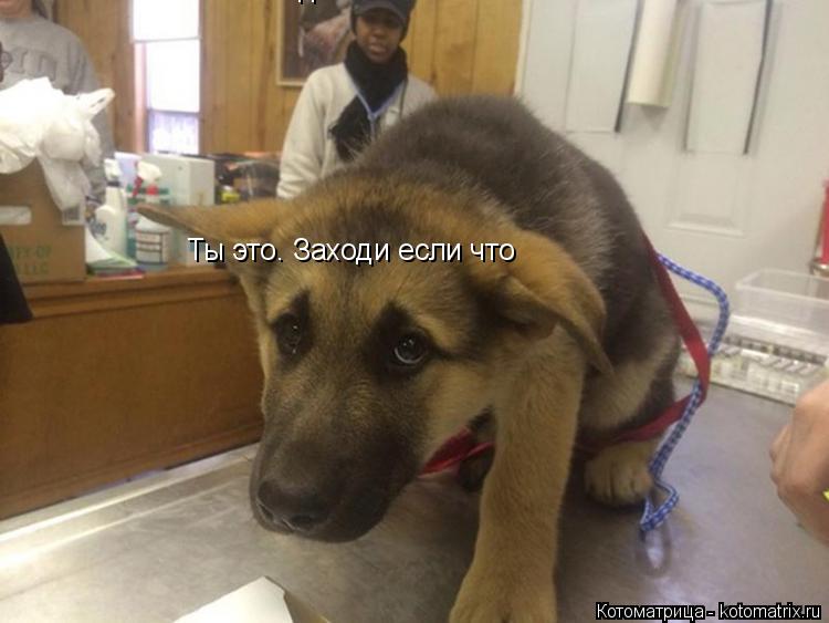 Ты это. Заходи если что Ты это. Заходи если что Ты это. Заходи если что... Котоматрица: Ты это. Заходи если что Ты это. Заходи если что Ты это. Заходи если что