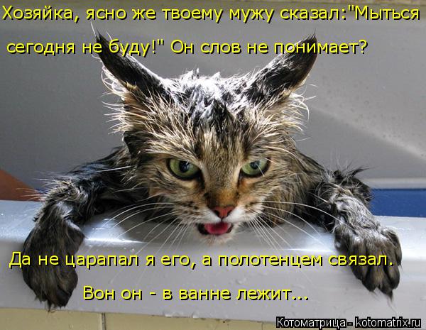 Котоматрица: сегодня не буду!" Он слов не понимает? Вон он - в ванне лежит... Да не царапал я его, а полотенцем связал. Хозяйка, ясно же твоему мужу сказал:"Мы