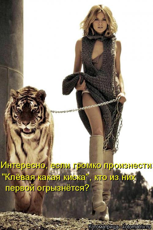 Интересно, если громко произнести: "Клёвая какая киска", кто из них первой огрызнётся?... Котоматрица: Интересно, если громко произнести: "Клёвая какая киска", кто из них первой огрызнётся?