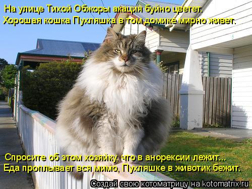 Хорошая кошка Пухляшка в том домике мирно живет. Спросите об этом хозяйку, что в анорексии лежит... Е... Котоматрица: Хорошая кошка Пухляшка в том домике мирно живет. Спросите об этом хозяйку, что в анорексии лежит... Еда проплывает вся мимо, Пухляшке в живот