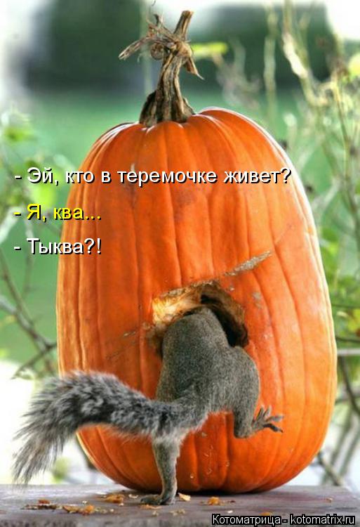 - Эй, кто в теремочке живет? - Я, ква... - Тыква?!... Котоматрица: - Эй, кто в теремочке живет? - Я, ква... - Тыква?!