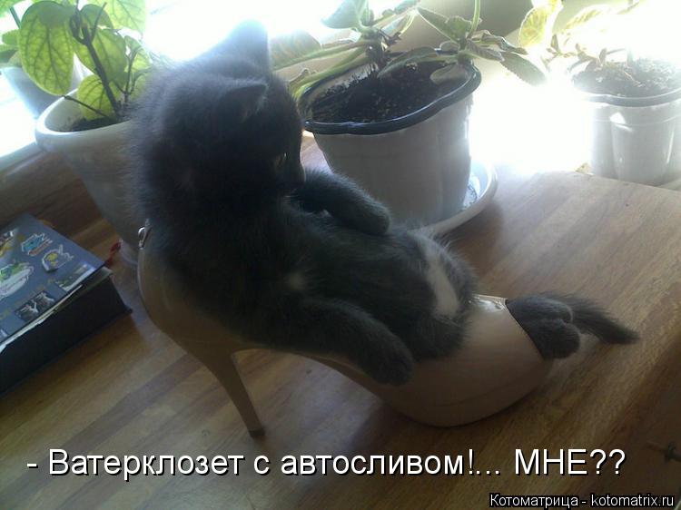 - Ватерклозет с автосливом!... МНЕ??... Котоматрица: - Ватерклозет с автосливом!... МНЕ??