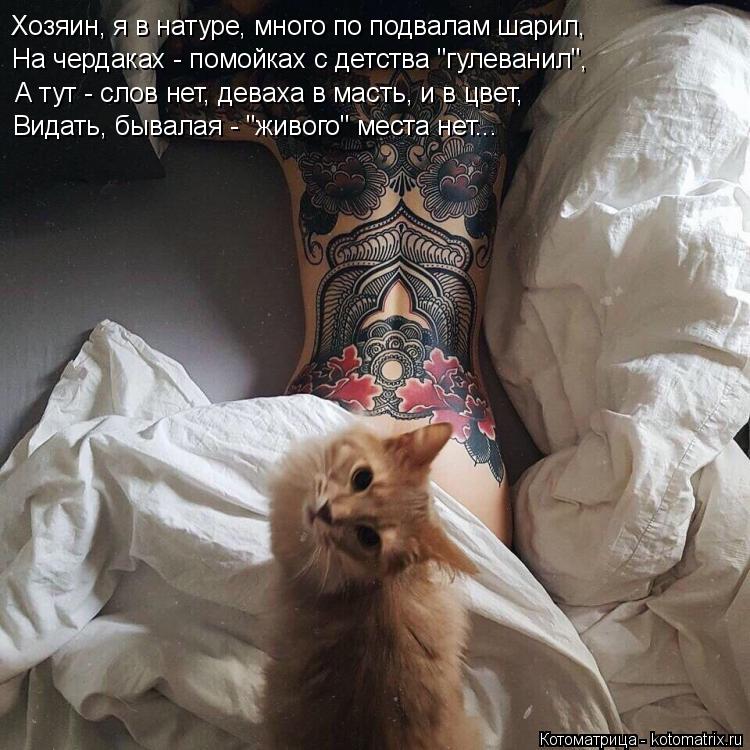 Хозяин, я в натуре, много по подвалам шарил, Видать, бывалая - "живого" места нет... На чердаках - по... Котоматрица: Хозяин, я в натуре, много по подвалам шарил, Видать, бывалая - "живого" места нет... На чердаках - помойках с детства "гулеванил", А тут - слов нет,