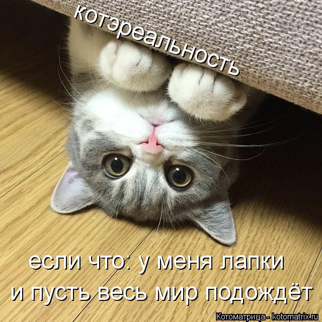 котэреальность если что: у меня лапки и пусть весь мир подождёт... Котоматрица: котэреальность если что: у меня лапки и пусть весь мир подождёт