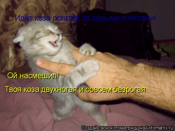 Идёт коза рогатая за серыми котятами! Ой насмешил! Твоя коза двухногая и совсем безрогая... Котоматрица: Идёт коза рогатая за серыми котятами! Ой насмешил! Твоя коза двухногая и совсем безрогая