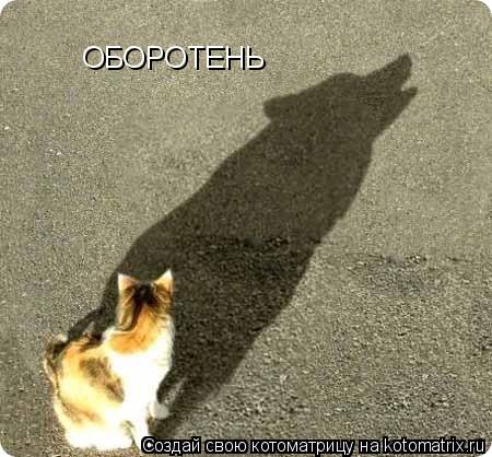 ОБОРОТЕНЬ... Котоматрица: ОБОРОТЕНЬ