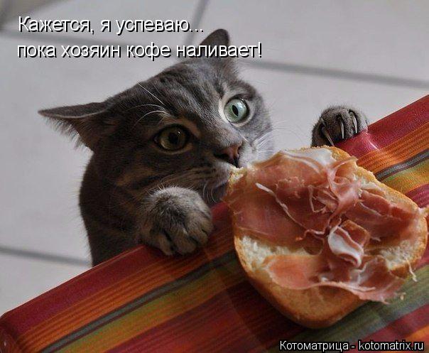 Кажется, я успеваю... пока хозяин кофе наливает!... Котоматрица: Кажется, я успеваю... пока хозяин кофе наливает!