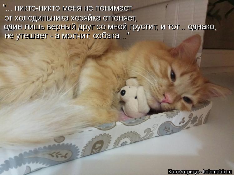 Котоматрица: "... никто-никто меня не понимает, от холодильника хозяйка отгоняет, один лишь верный друг со мной грустит, и тот... однако, не утешает - а молчи