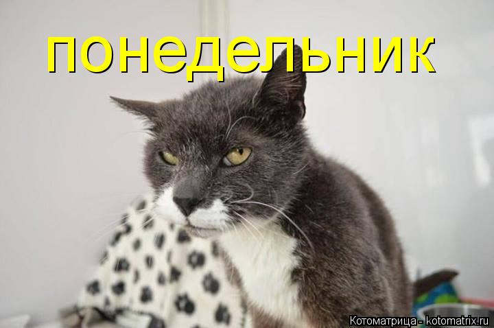 Котоматрица: понедельник