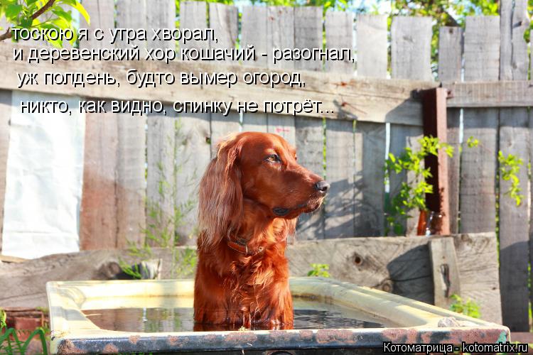 Котоматрица: тоскою я с утра хворал, и деревенский хор кошачий - разогнал, уж полдень, будто вымер огород, никто, как видно, спинку не потрёт...