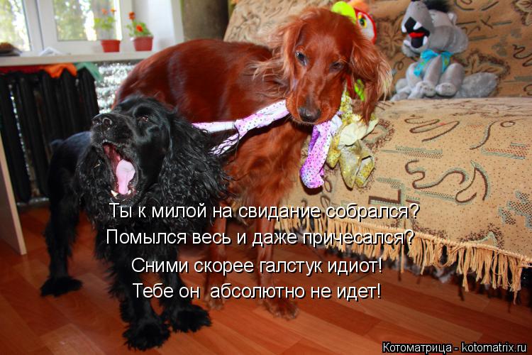 Котоматрица: Ты к милой на свидание собрался? Помылся весь и даже причесался? Сними скорее галстук идиот! Тебе он  абсолютно не идет!