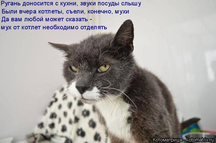 Котоматрица: Ругань доносится с кухни, звуки посуды слышу Были вчера котлеты, съели, конечно, мухи Да вам любой может сказать -  мух от котлет необходимо о