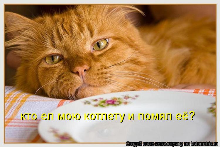 Котоматрица: кто ел мою котлету и помял её?