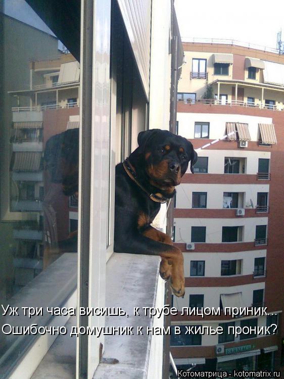 Котоматрица: Ошибочно домушник к нам в жилье проник? Уж три часа висишь, к трубе лицом приник...