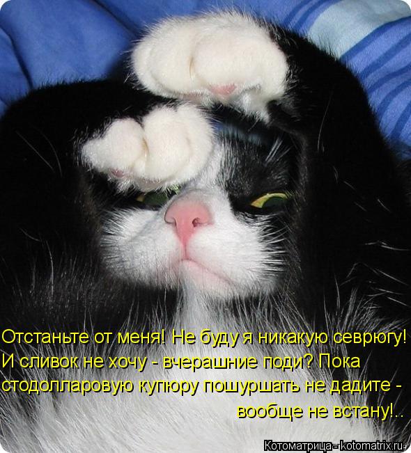 Отстаньте от меня! Не буду я никакую севрюгу! И сливок не хочу - вчерашние поди? Пока стодолларовую к... Котоматрица: Отстаньте от меня! Не буду я никакую севрюгу! И сливок не хочу - вчерашние поди? Пока стодолларовую купюру пошуршать не дадите - вообще не вст